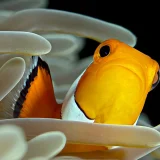 Clownfish