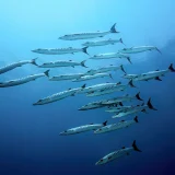 Barracudas