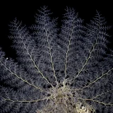 Basket Star