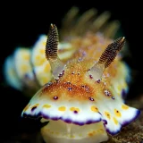 Chromodoris collingwood