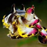 Flamboyant Cuttlefish