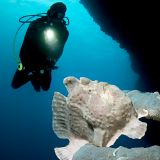 Frogfish