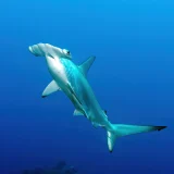 Hammerhead Shark