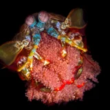 Mantis Shrimp with Eggs