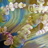 Beaded Sea Anemone