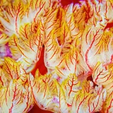 Spanish Dancer Gills