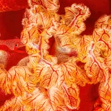 Spanish Dancer Gills with Imperator