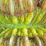 Trachophyllia Brain Coral