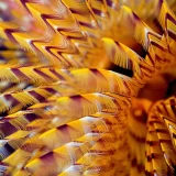 Tube Worm