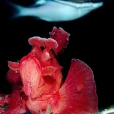 Rhinopias Watching Fish