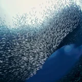 Sardines Tornado