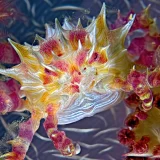 Veiled Ree Spider Crab