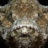 Scorpionfish Portrait