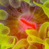 Cup Coral