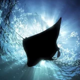 Manta Silhouette