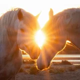 Camargue Horses