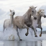 Camargue Horses