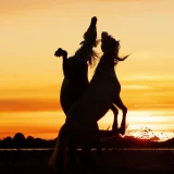 Stallions at Sunset