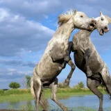 Fighting Horses