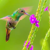 Hummingbird - Costa Rica