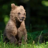 Young Bear