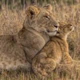 Lion Baby with Mother